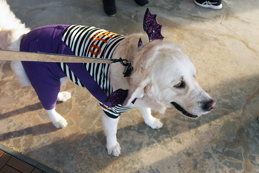 ハロウィンの衣装を着たワンちゃん